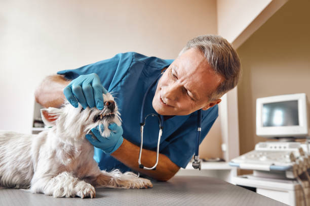 Best Emergency Care for Gum Disease in Stryker, OH